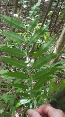 Cupaniopsis foveolata