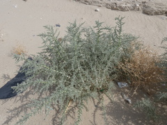 Cornulaca aucheri