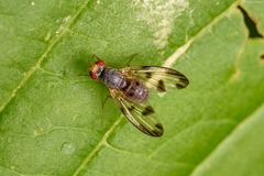 Palloptera umbellatarum