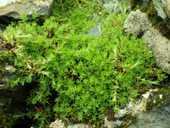 Saxifraga hypnoides