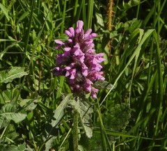 Betonica hirsuta