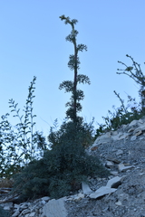 Seseli ponticum