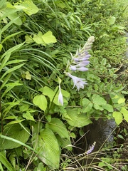 Hosta sieboldiana