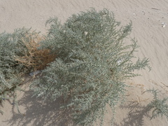Cornulaca aucheri