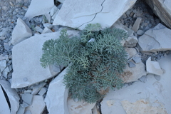 Seseli ponticum