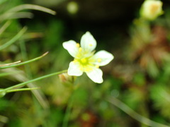 Saxifraga hypnoides