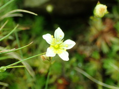 Saxifraga hypnoides