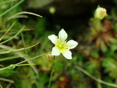 Saxifraga hypnoides