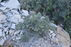 Seseli ponticum