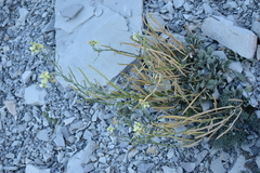 Matthiola odoratissima