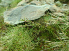 Festuca vivipara