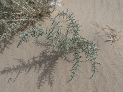 Cornulaca aucheri