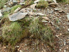 Festuca vivipara