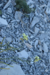 Matthiola odoratissima