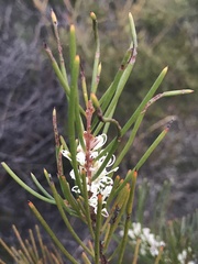 Hakea actites
