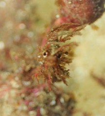 Idiotropiscis lumnitzeri