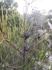 Hakea actites