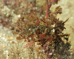 Idiotropiscis lumnitzeri