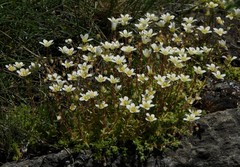 Saxifraga aspera
