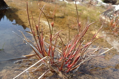 Juncus biglumis