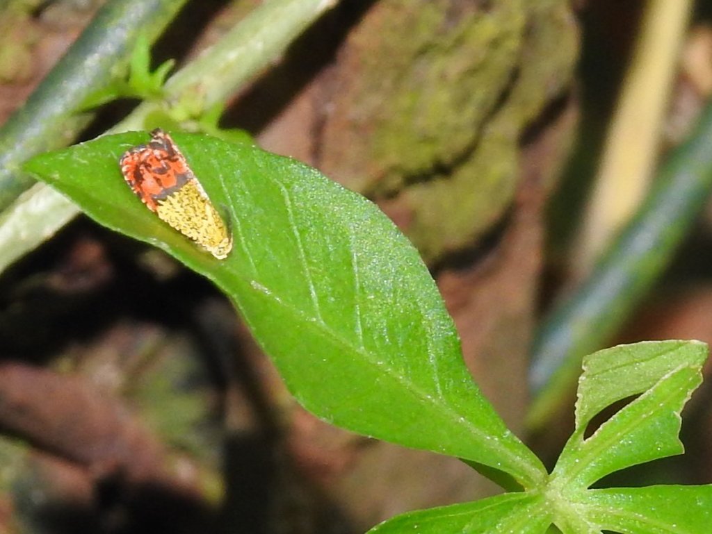 Anthozela hemidoxa