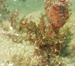 Idiotropiscis lumnitzeri