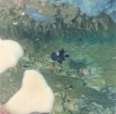 Trachichthys australis