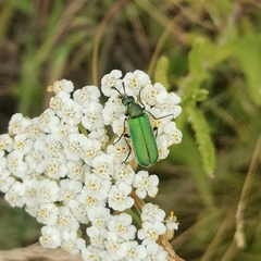 Cerocoma schaefferi