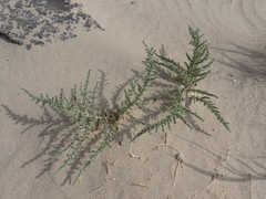 Cornulaca aucheri