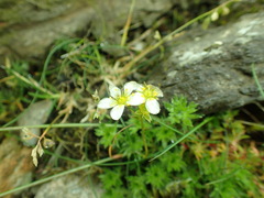Saxifraga hypnoides