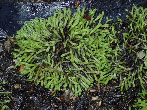 Riccia duplex