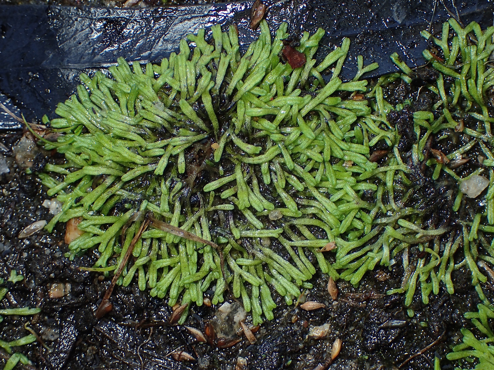 Riccia duplex