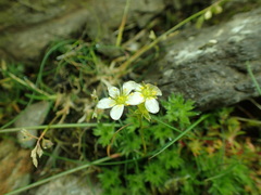 Saxifraga hypnoides