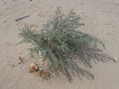 Cornulaca aucheri
