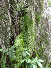 Nephrolepis biserrata