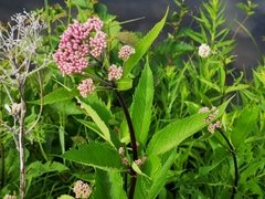 Eutrochium maculatum maculatum