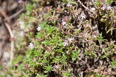 Thymus caespititius