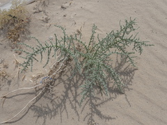 Cornulaca aucheri