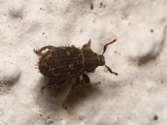 Trachyphloeus scabriculus