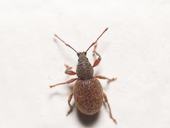 Otiorhynchus smreczynskii