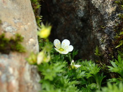 Saxifraga hypnoides