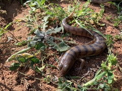 Eremiascincus richardsonii