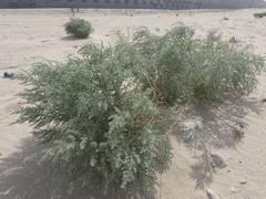 Cornulaca aucheri