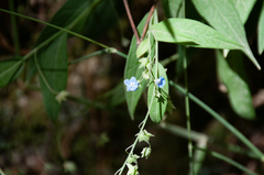 Omphalodes nitida