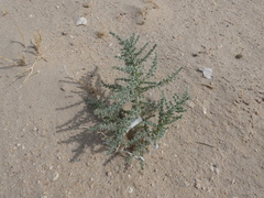 Cornulaca aucheri