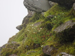 Saxifraga hypnoides