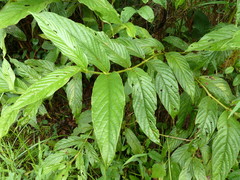 Bertiera spicata