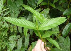 Bertiera spicata