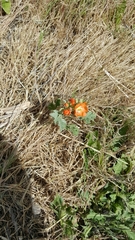 Sphaeralcea munroana