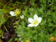 Saxifraga hypnoides
